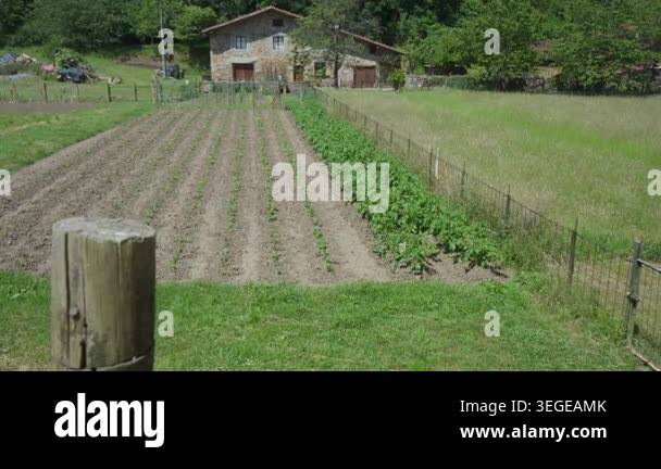 Peaceful countryside scenery showing a lush vegetable garden with neat ...
