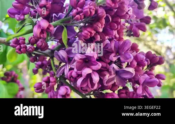 Detailed view of blooming lilac flowers with soft green foliage and ...
