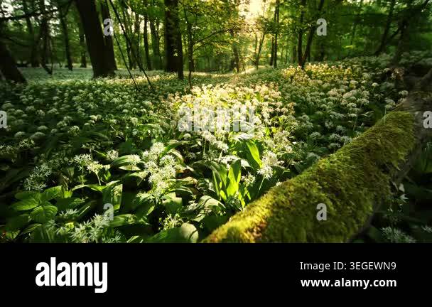 Beautiful Sunrise In Sunny Spring Forest Sunlight Sunbeams Through beautiful-sunrise-in-sunny-spring-forest-sunlight-sunbeams-through