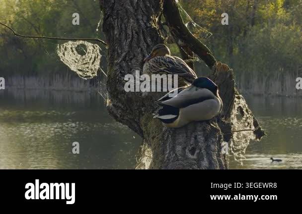 Ducks Resting On Tree with Pond at Background , Spring Nature Stock ...