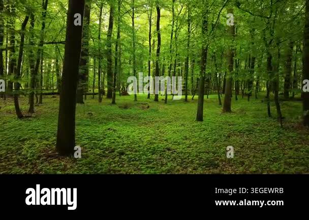 Beautiful Sunrise In Sunny Spring Forest Sunlight Sunbeams Through beautiful-sunrise-in-sunny-spring-forest-sunlight-sunbeams-through