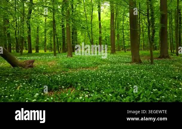 Beautiful Sunrise In Sunny Spring Forest Sunlight Sunbeams Through beautiful-sunrise-in-sunny-spring-forest-sunlight-sunbeams-through