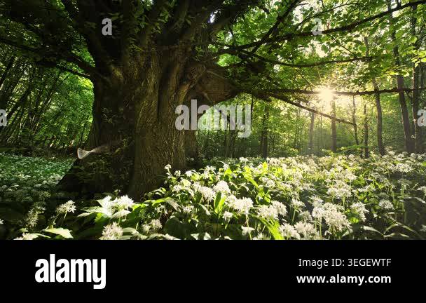 Beautiful Sunrise In Sunny Spring Forest Sunlight Sunbeams Through beautiful-sunrise-in-sunny-spring-forest-sunlight-sunbeams-through