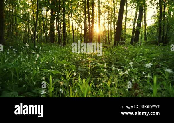 Beautiful Sunrise In Sunny Spring Forest Sunlight Sunbeams Through beautiful-sunrise-in-sunny-spring-forest-sunlight-sunbeams-through