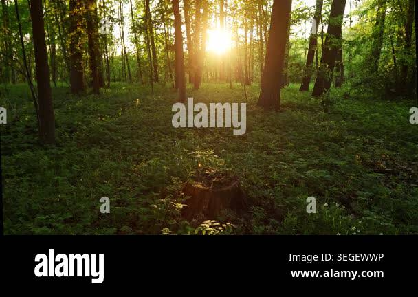 Beautiful Sunrise In Sunny Spring Forest Sunlight Sunbeams Through beautiful-sunrise-in-sunny-spring-forest-sunlight-sunbeams-through