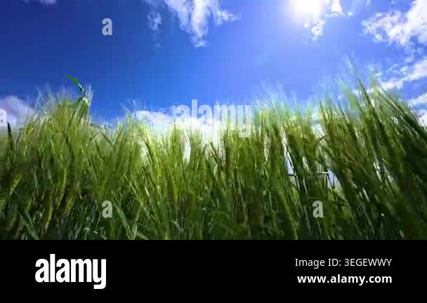 Blue sky with clouds, sun and green grain field in spring Stock Video ...