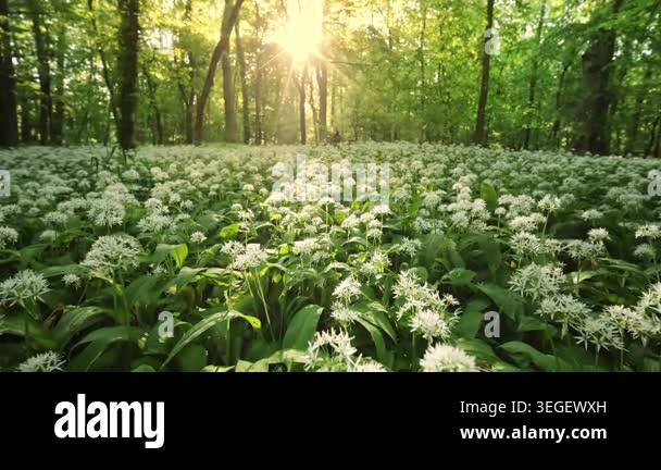 Beautiful Sunrise In Sunny Spring Forest Sunlight Sunbeams Through beautiful-sunrise-in-sunny-spring-forest-sunlight-sunbeams-through