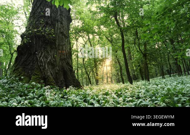 Beautiful Sunrise In Sunny Spring Forest Sunlight Sunbeams Through beautiful-sunrise-in-sunny-spring-forest-sunlight-sunbeams-through