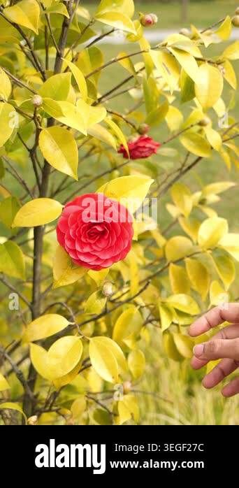 Hand Gently Touches a Vibrant Red Camellia Flower with Yellow Leaves ...