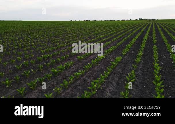 Endless rows of young green sugar beet plants sprouting from the ...
