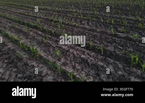 Aerial drone shot slowly panning over a vast agricultural field with ...