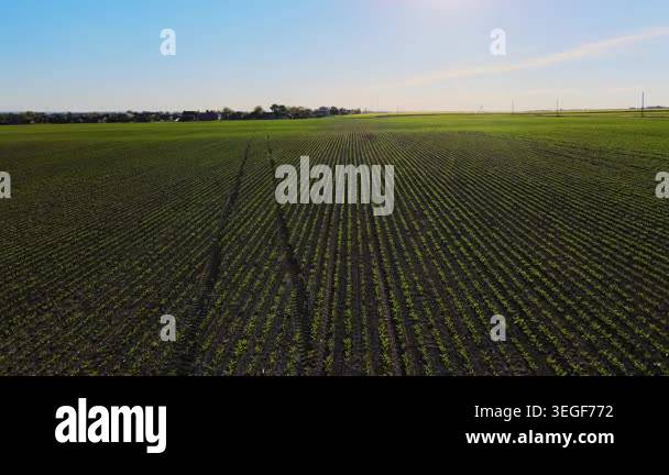 Drone flying forward over a vast agricultural field with young green ...