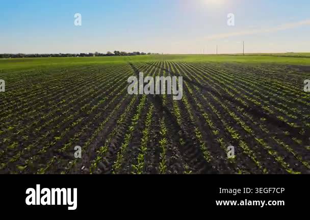 Aerial view flying backward over a vast field of young corn shoots ...