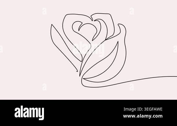 Rose flower continuous one line drawing animation video in 4k on a ...