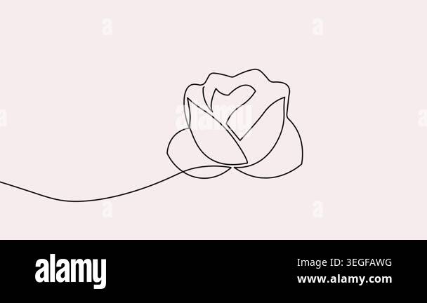 Rose flower continuous one line drawing animation video in 4k on a ...