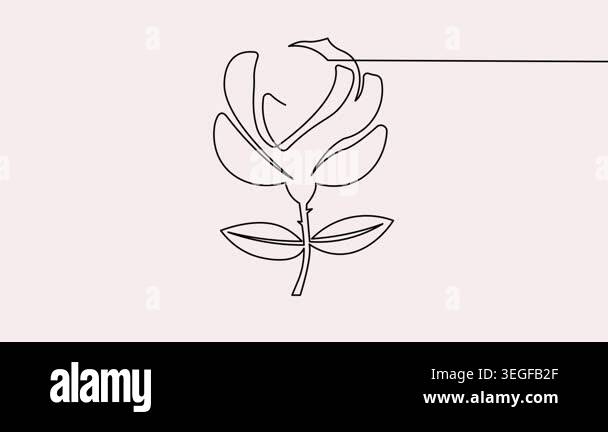 Rose flower continuous one line drawing animation video in 4k on a ...