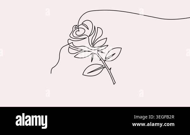 Rose flower continuous one line drawing animation video in 4k on a ...