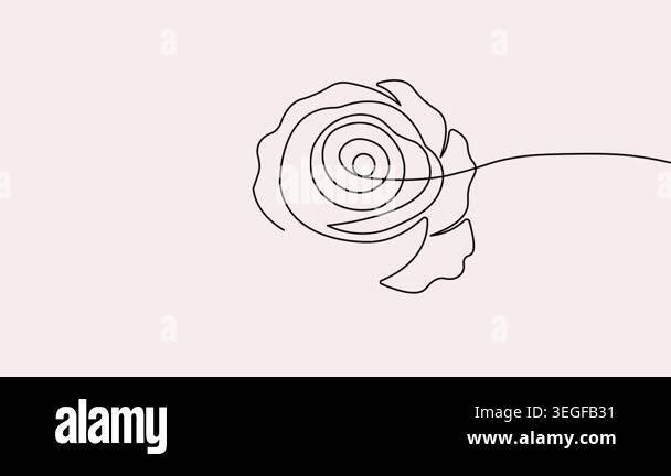 Rose flower continuous one line drawing animation video in 4k on a ...