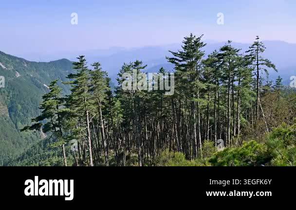 A scenic view of a lush pine forest on a mountain ridge in Guanshan ...