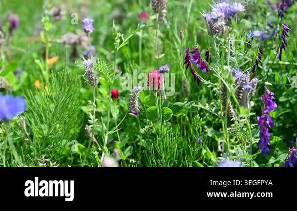 Colorful wildflower meadow with clover and vetch swaying in gentle ...