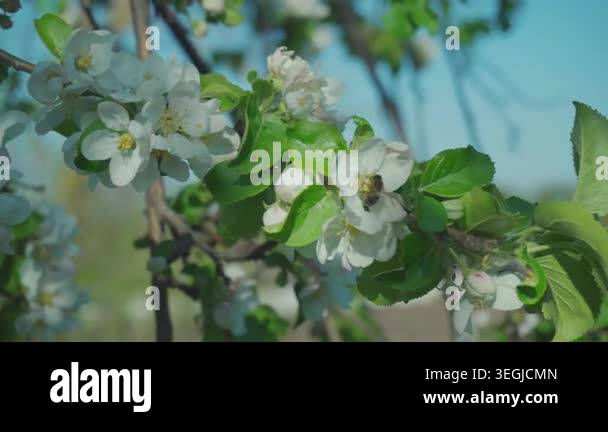 Close-up view of apple tree blossoms featuring white flowers and ...