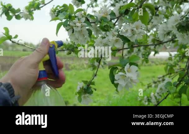 Hand holding a spray bottle aims at white flowers on a tree branch in a ...