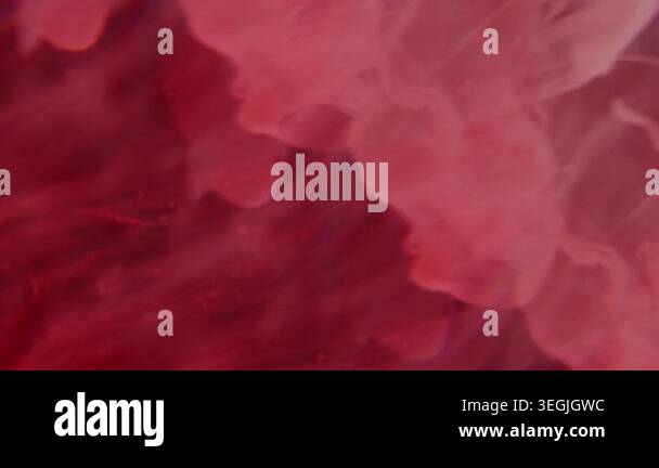 Blur smoke blob. Dye swirl. Bright red steam liquid paint dissolving in ...