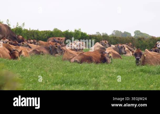 Herd of Jersey cows grazing and resting in a green field under overcast ...