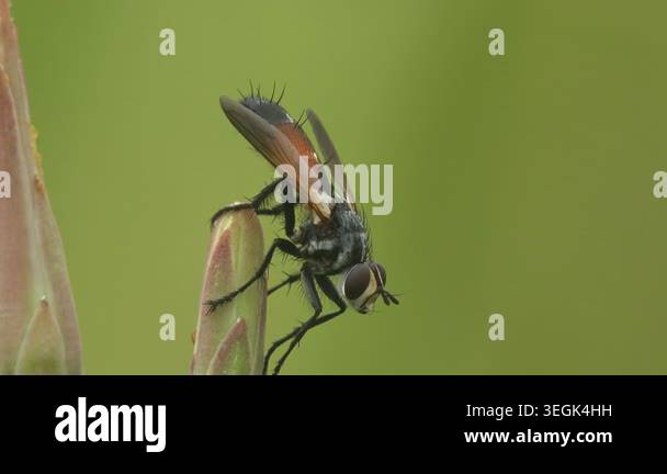 Close up side profile macro footage of tachinid fly resting on plant ...
