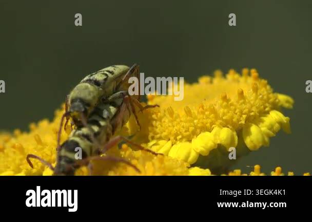 Vibrant macro of two longhorn beetles Chlorophorus mating on yellow ...