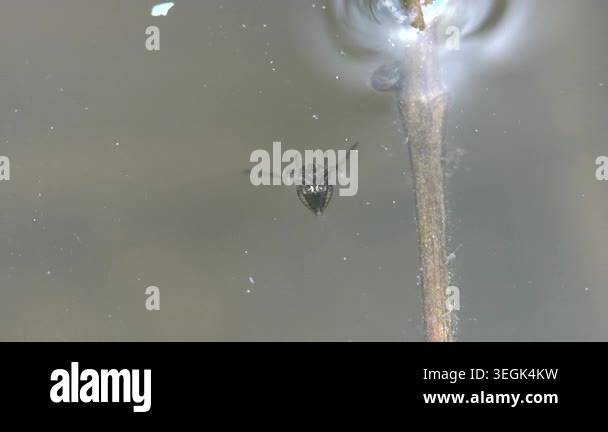 Close up underwater footage of tiny aquatic insect swimming in murky ...