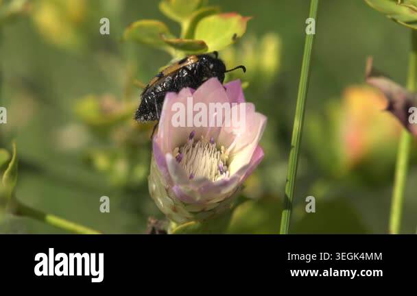 Black-and-orange hairy Epicometis hirta scarab foraging on an open pink ...