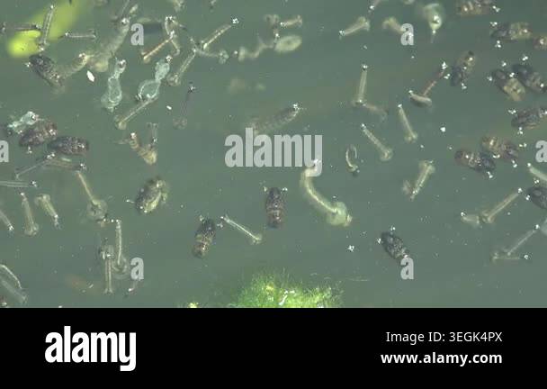 Translucent Bug Larvae Hundreds of mosquito larvae and pupae visible on murky green stagnant ...