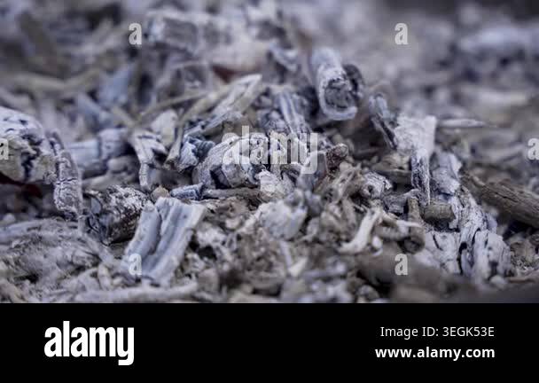 Cold ash and burned charcoal form a grey textured surface. Charred wood ...