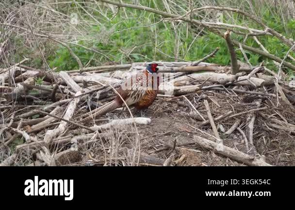A male common pheasant stands among fallen birch branches and green ...