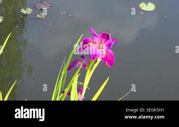 Purple Louisiana iris blooming by a pond, beautiful violet water iris ...
