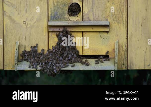 Honey bees clustering on yellow wooden beehive entrance in summer ...