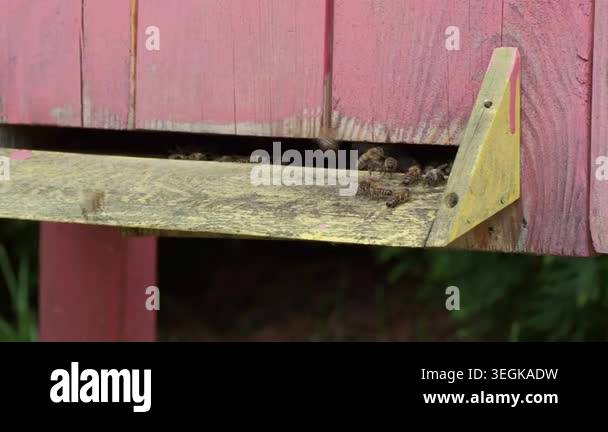 Honey Bees Flying Around Beehive Entrance in Rustic Apiary Closeup ...