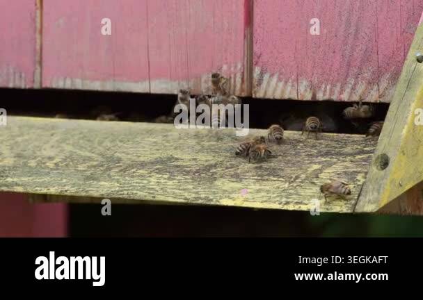 A close-up shot of a worker honey bee carrying yellow pollen on its ...