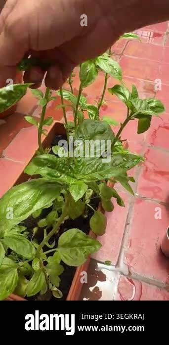 A lady plucking fresh basil leaves from a homegrown basil plant Stock ...