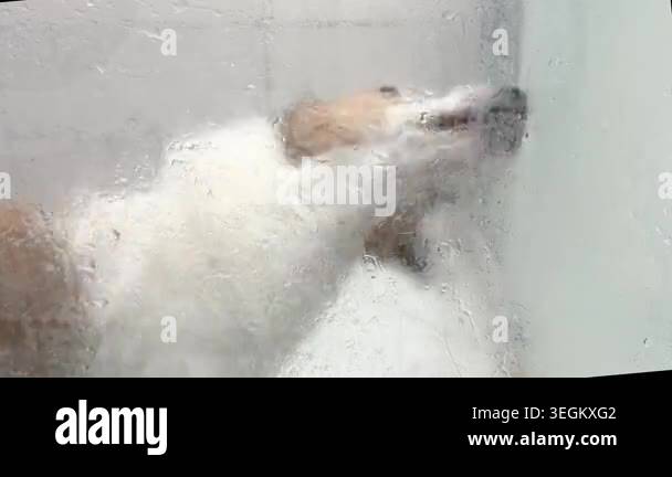 A Jack Russell Terrier dog stands wet behind glass in a shower. The ...