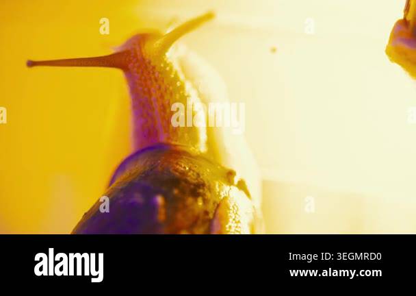 A snail crawls on a glass surface under bright orange light. The close ...