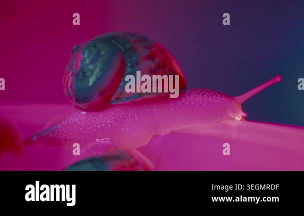 A snail moves slowly on a flat surface with bright colors in the ...