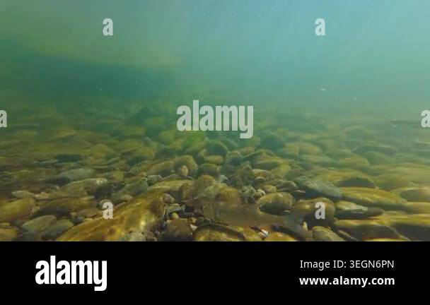 deep mountain stream biotope, fish shoal swim in turbulent clearwater ...