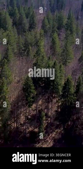 Trees stand tall next to an open area in the forest. Sunlight shines ...