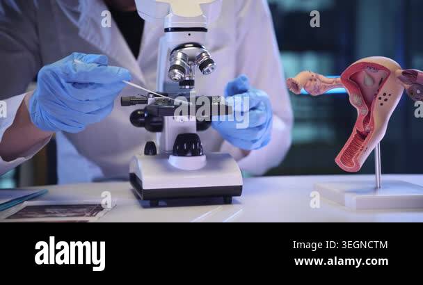 Woman researcher works with microscope near uterus model in lab ...
