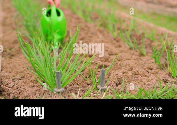 Fertilizing growing green onion plants with liquid fertilizer from ...