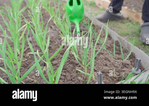 Watering growing garlic plants with liquid fertilizer from watering can ...