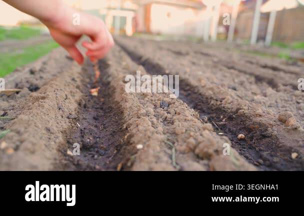Close up of hand planting onion sets in garden bed furrow row. Manual ...