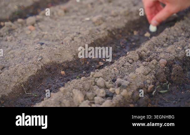 Hand planting onion sets in soil furrow in vegetable garden bed. Sowing ...